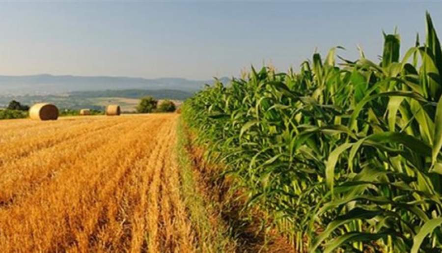 تمهیدات لازم برای اقتصادی تر کردن کشاورزی در شهرستان  ارزوئیه