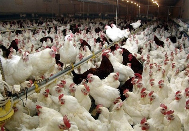 چالش های تولید مرغ با نژاد آرین/ مرغداران علت عدم جوجه ریز ی با نژاد آرین را ناآشنایی با این نوع مرغ عنوان می کنند
